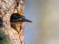A2Z8347c  Black-backed Woodpecker (Picoides arcticus) - male by nest